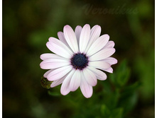 ������������ Asti Purple Bicolor.jpg