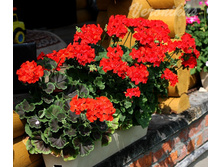 ���������� Ringo 2000 Deep Red � BullsEye Scarlet.jpg