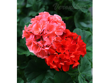 ���������� Ringo 2000 Deep Red � Salmon.jpg