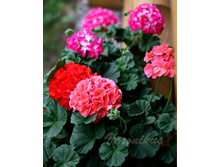 ���������� Ringo 2000.jpg