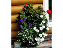 ���������� BullsEye � ��������� � �������� Tuscany Blue, �������� Quartz White � ������� Snowtopia.jpg