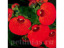 ������������ Dainti Red - 5 ��.jpg