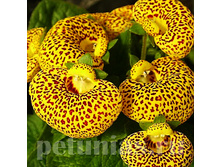 ������������ Dainti Yellow with Spots - 5 ��.jpg