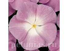 ���������� ��������� Titan Lavender Blue Halo - 5 ��.jpg