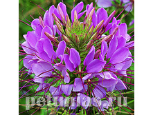 ������ Sparkler Lavender - 3 ��.jpg