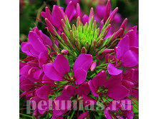 ������ Sparkler Rose - 3 ��.jpg