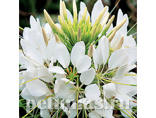 ������ Sparkler White - 3 ��.jpg