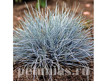 �������� Glaucantha - 10 ��.jpg