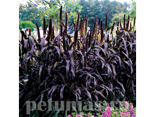 ���������� Purple Magesty - 3 ��.jpg