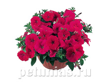 ������� Nuvolari Deep Rose.jpg