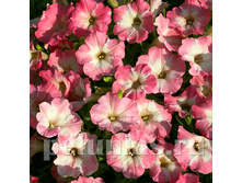 ������� Nuvolari Dusty Morn.jpg