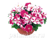 ������� Nuvolari Harlequin Rose.jpg