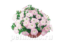 ������� Nuvolari Pale Lilac.jpg