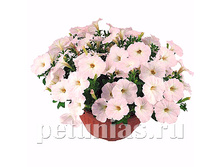 ������� Nuvolari Pastel Pink.jpg