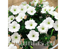 ������� Nuvolari Pure White.jpg