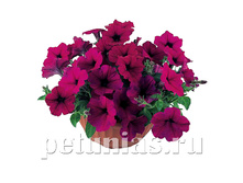 ������� Nuvolari Purple.jpg