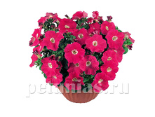 ������� Nuvolari Rose.jpg