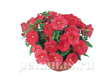 ������� Nuvolari Salmon.jpg