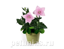 ���������� Astra Pink.jpg