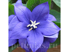 ���������� Astra semi-double Blue.jpg