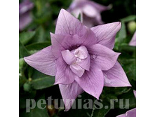 ���������� Astra semi-double Lavender.jpg