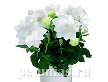 ���������� Astra semi-double White.jpg