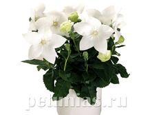 ���������� Astra White.jpg