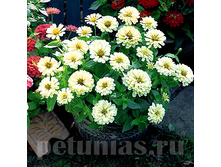 ������ Dreamland Ivory.jpg