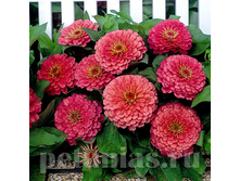 ������ Dreamland Pink.jpg