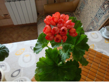 ��������� Red Pandora