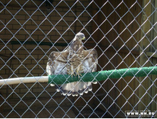 ������ ��������