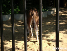 ������� ���