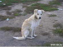 ������� ����� �������