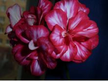 Harlequin My Love (������� �������� �������)