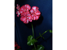 Harlequin My Love (������� �������� �������)