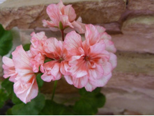 Wendy Read (������� ��������).  