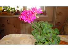 Lotta Lumberg ������