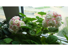 Apple Blossom Rosebud