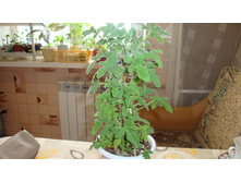 Robert's Lemon Rose(��������)