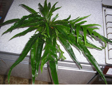 ���������� ����������  ��������-  200  ���. 