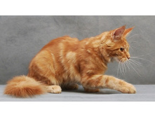 4,5 ������