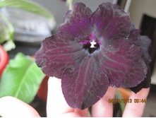 DS-������ �����