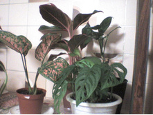 ��������� � �������� ����������.jpg