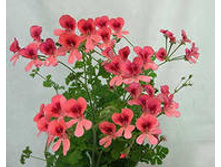 PAC Angeleyes Orange(�����)