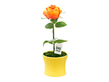 4510004.jpg  1012,50�