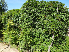 ������� ��������