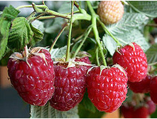 ������������ ���� 130�