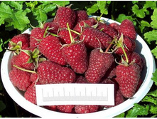 ������ ������ 130�