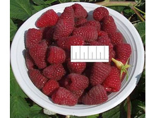 ������ ������� 130�