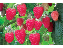 ������ ��� ����� 130�